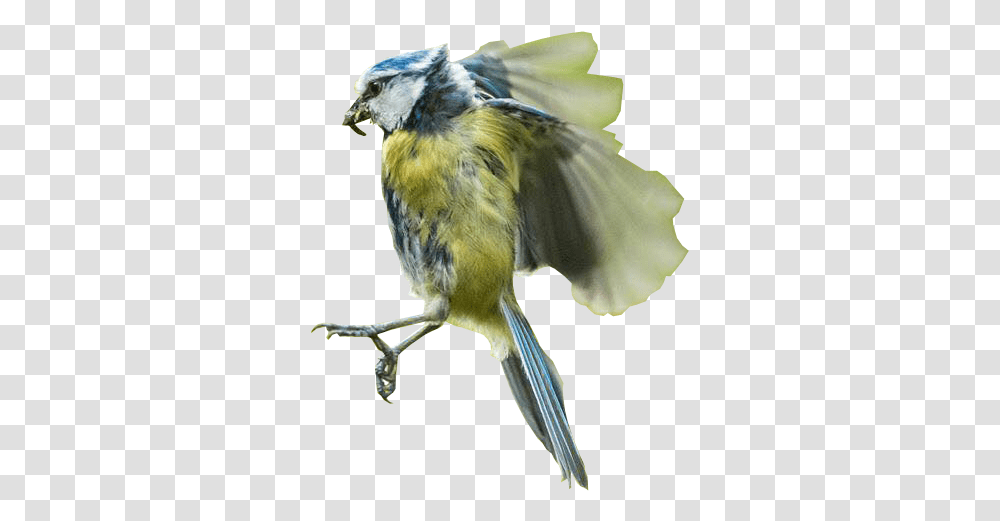 Bird In Flight Background Free Images Background Bird Flying, Animal, Jay, Blue Jay, Finch Transparent Png