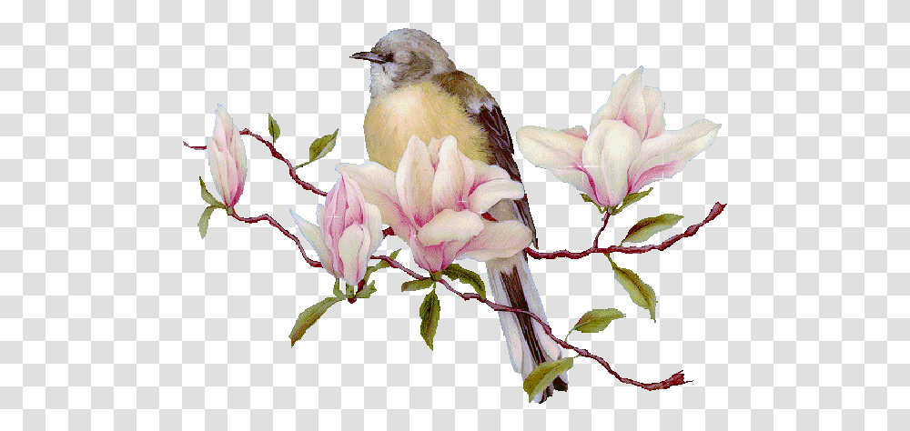 Bird In Spring Pictures Photos And Images For Facebook Animated Nature Gif, Animal, Acanthaceae, Flower, Plant Transparent Png