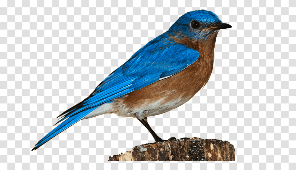 Bird In White Background, Animal, Bluebird, Jay, Blue Jay Transparent Png