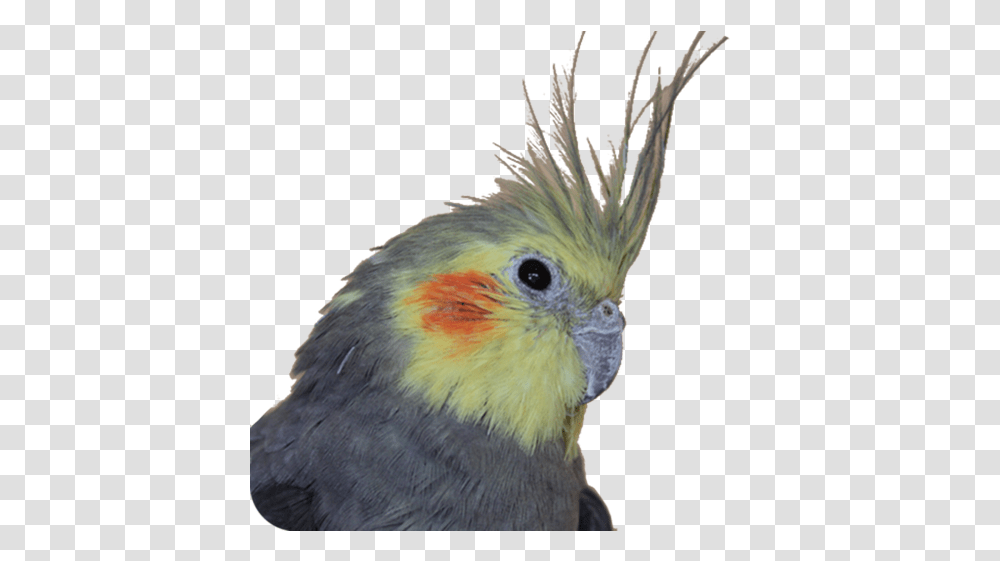 Bird Is Parrots, Animal, Cockatoo Transparent Png