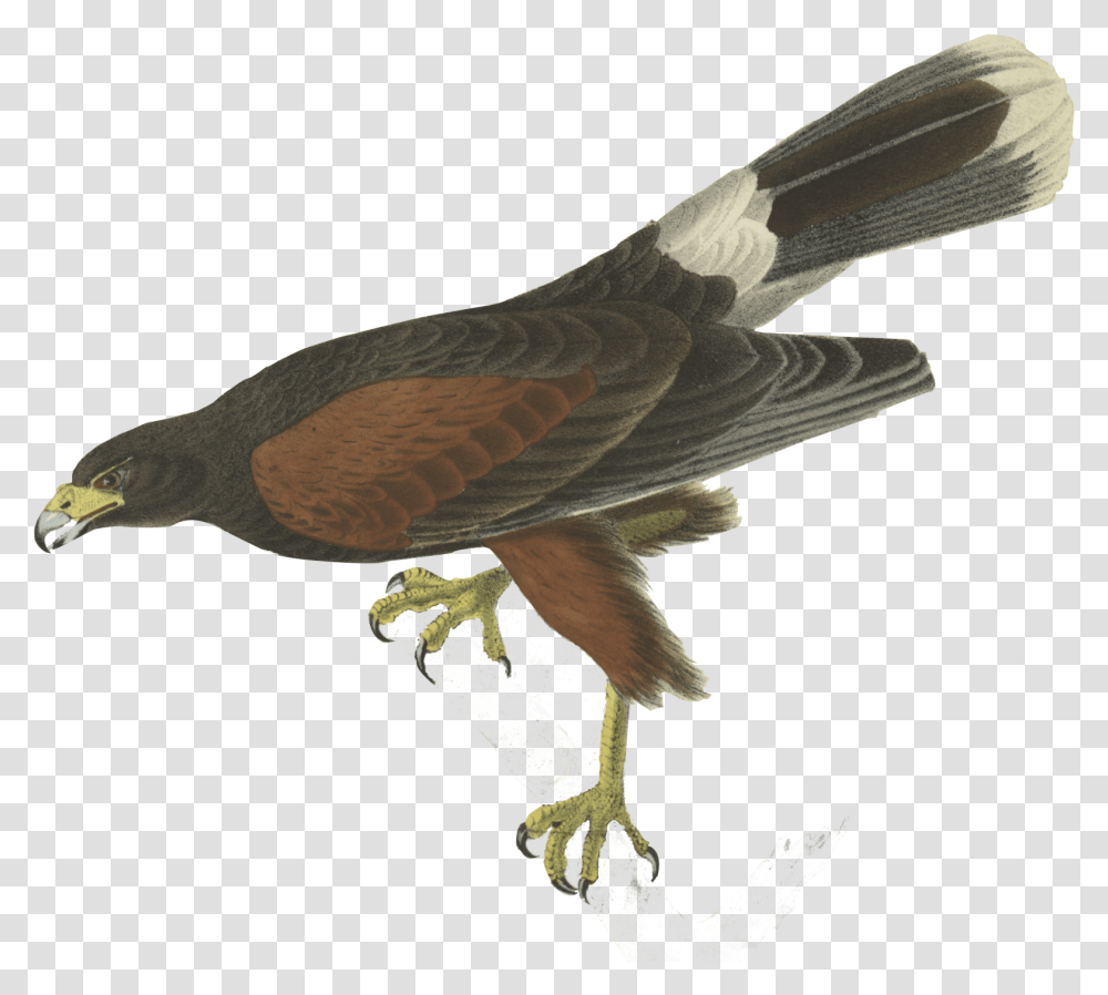Bird John James Audubon, Animal, Vulture, Hawk, Buzzard Transparent Png