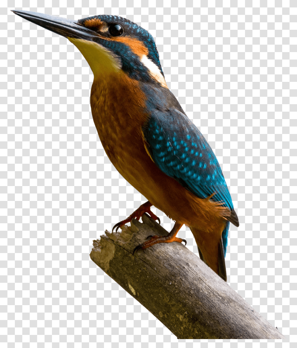 Bird Kingfisher Bill Colorful Nature Branch Windows 10 Phoenix Os, Animal, Jay, Bluebird, Bee Eater Transparent Png