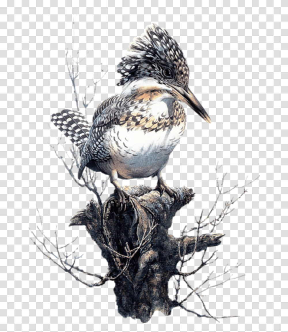 Bird Kingfisher Freetoedit Birds In Art, Animal, Booby, Beak, Waterfowl Transparent Png