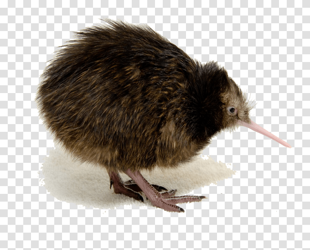 Bird Kiwi Bird Background, Animal, Rat, Rodent, Mammal Transparent Png