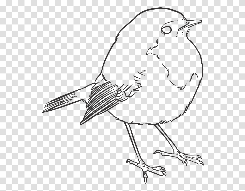Bird Lineart Lines Drawing Nature Artwork Outline Robin Bird Line Drawing, Animal, Bow, Insect, Invertebrate Transparent Png