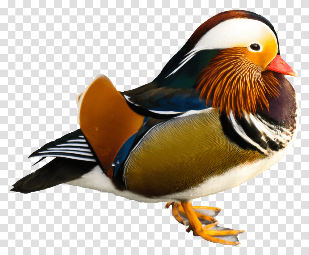 Bird Mandarin Duck Mandarin Duck, Animal, Waterfowl, Anseriformes, Beak Transparent Png