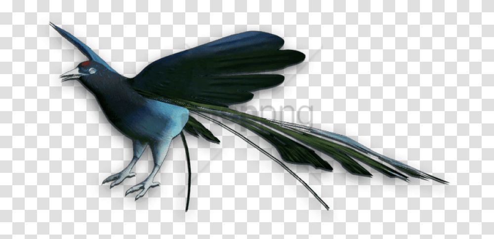 Bird Of Paradise Bird Of Paradise Bird, Animal, Vulture, Insect, Invertebrate Transparent Png
