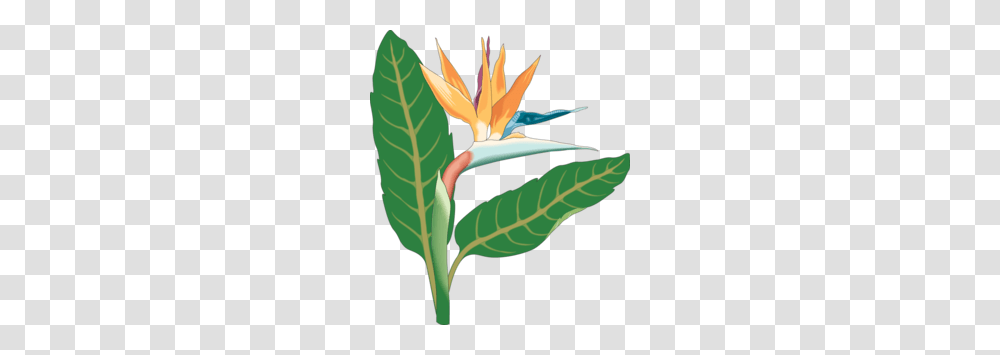 Bird Of Paradise Flower Clipart, Leaf, Plant, Tree, Weed Transparent Png