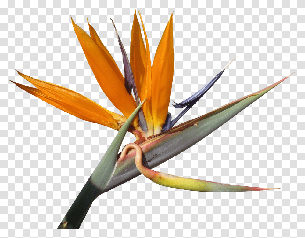 Bird Of Paradise Flower, Plant, Blossom, Aloe, Pollen Transparent Png