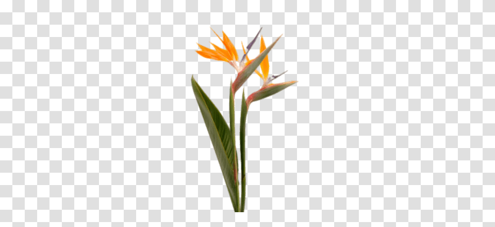 Bird Of Paradise Flowers In A Vase, Plant, Blossom, Petal, Amaryllidaceae Transparent Png