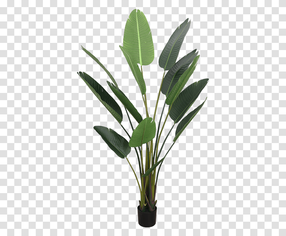 Bird Of Paradise, Leaf, Plant, Flower, Blossom Transparent Png