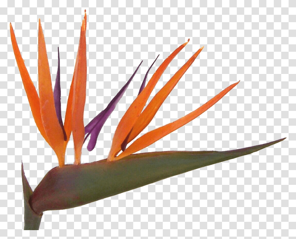 Bird Of Paradise Plant Bird Of Paradise, Anther, Flower, Blossom, Pollen Transparent Png