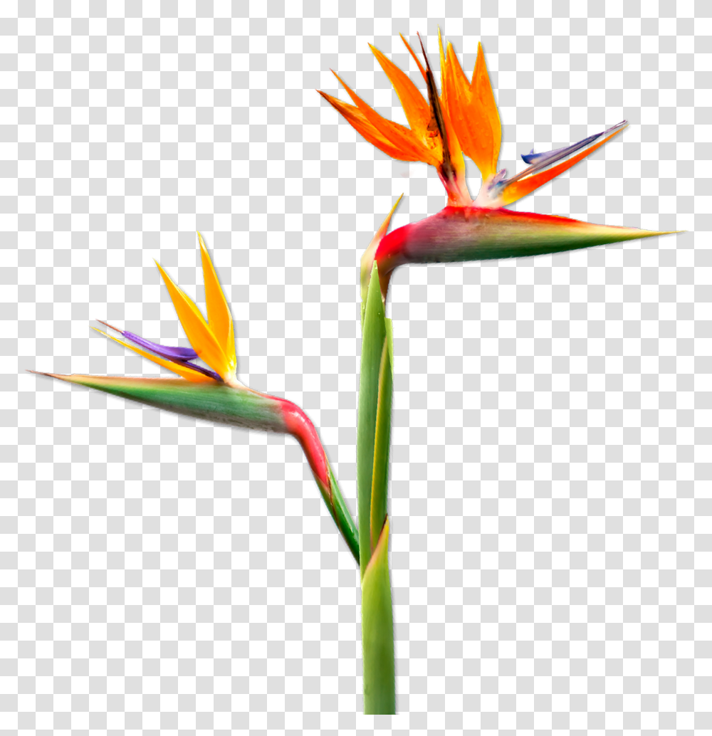 Bird Of Paradise, Plant, Flower, Blossom, Acanthaceae Transparent Png
