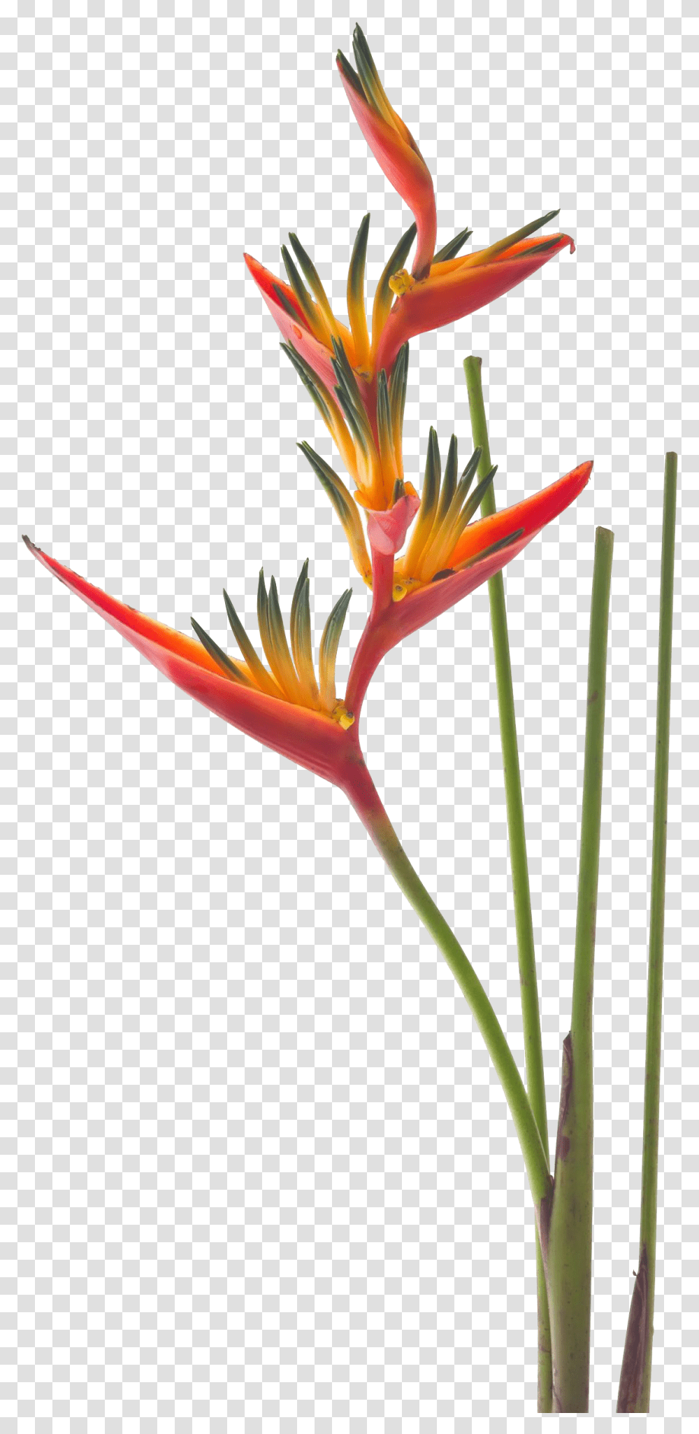 Bird Of Paradise, Plant, Flower, Blossom, Lily Transparent Png