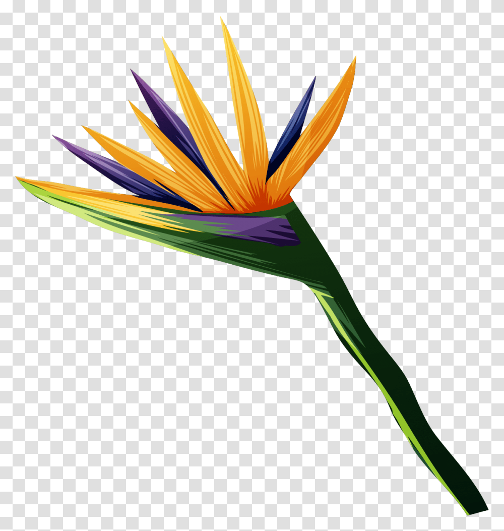 Bird Of Paradise Plant, Flower, Blossom, Petal, Daisy Transparent Png