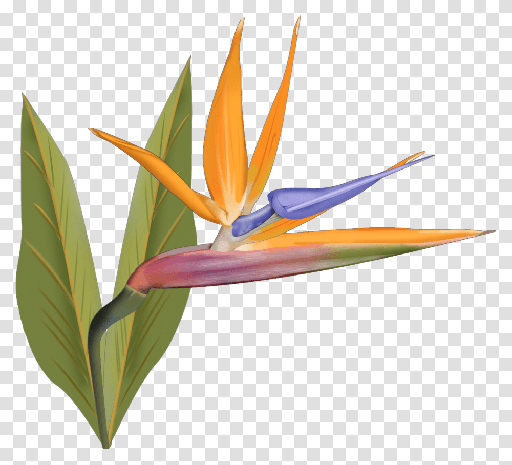 Bird Of Paradise, Plant, Flower, Blossom, Petal Transparent Png