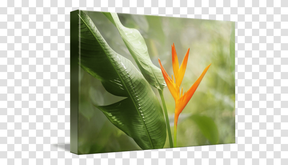 Bird Of Paradise, Plant, Petal, Flower, Blossom Transparent Png