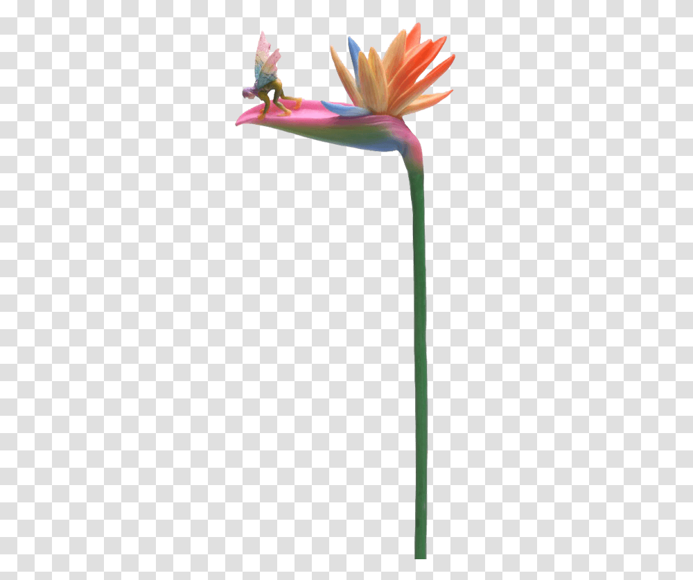 Bird Of Paradise Stem Flitty Fairy Flower, Plant, People, Amaryllis, Allium Transparent Png