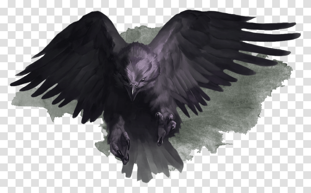 Bird Of Prey, Animal, Eagle, Blackbird, Agelaius Transparent Png