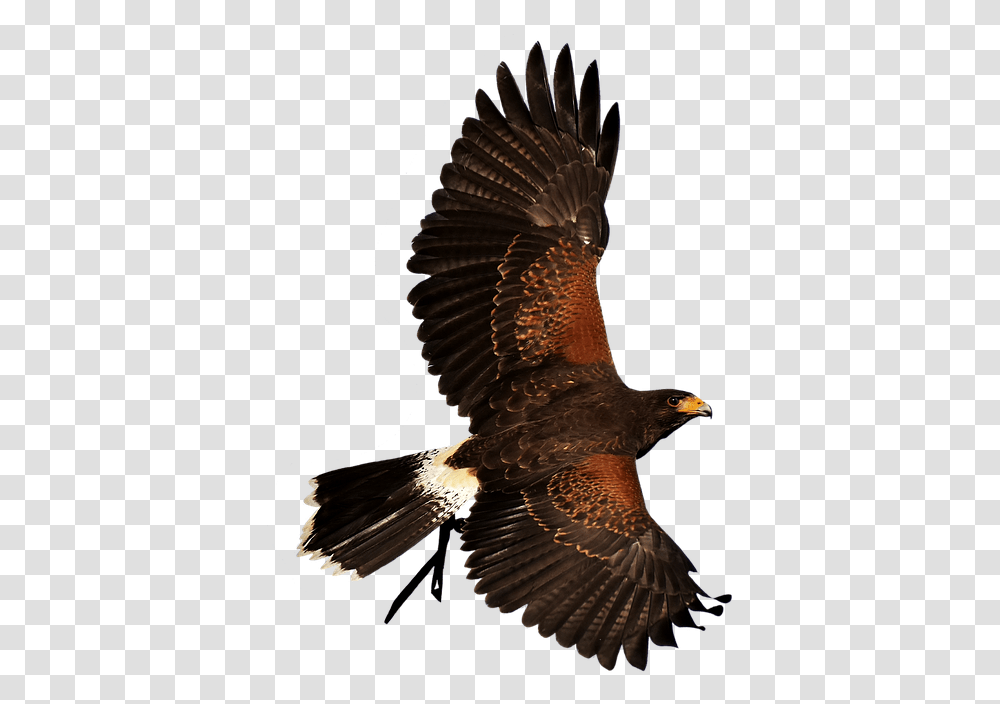 Bird Of Prey, Animal, Eagle, Buzzard, Hawk Transparent Png
