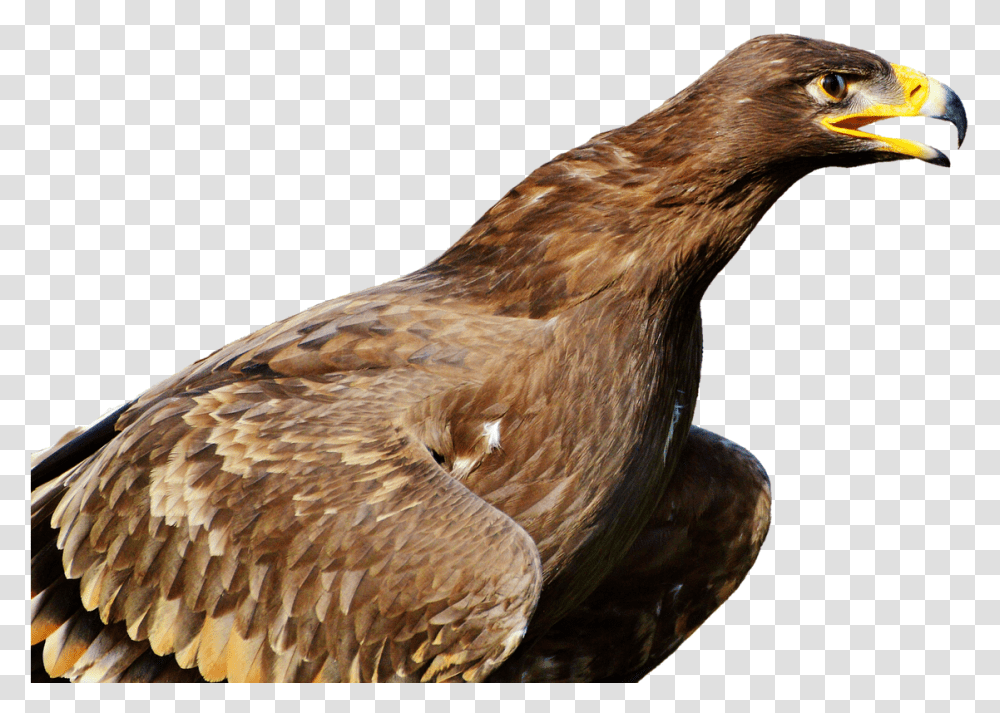 Bird Of Prey, Animal, Eagle, Buzzard, Hawk Transparent Png