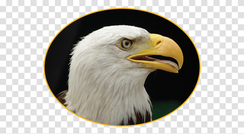 Bird Of Prey Bald Eagle, Animal, Beak, Head Transparent Png