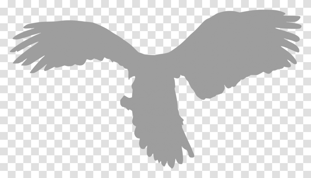 Bird Of Prey, Eagle, Animal, Vulture, Flying Transparent Png