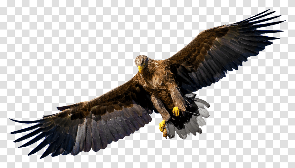 Bird Of Prey Eagle United States Family Bird Of Prey, Animal, Bald Eagle, Buzzard, Hawk Transparent Png