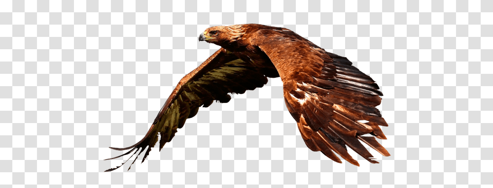 Bird Of Prey Flying Animal Nature Beautiful Pictures Of Golden Eagles, Vulture, Buzzard, Hawk, Kite Bird Transparent Png