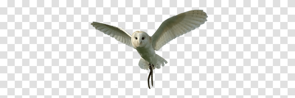 Bird Of Prey Soft, Owl, Animal, Flying Transparent Png