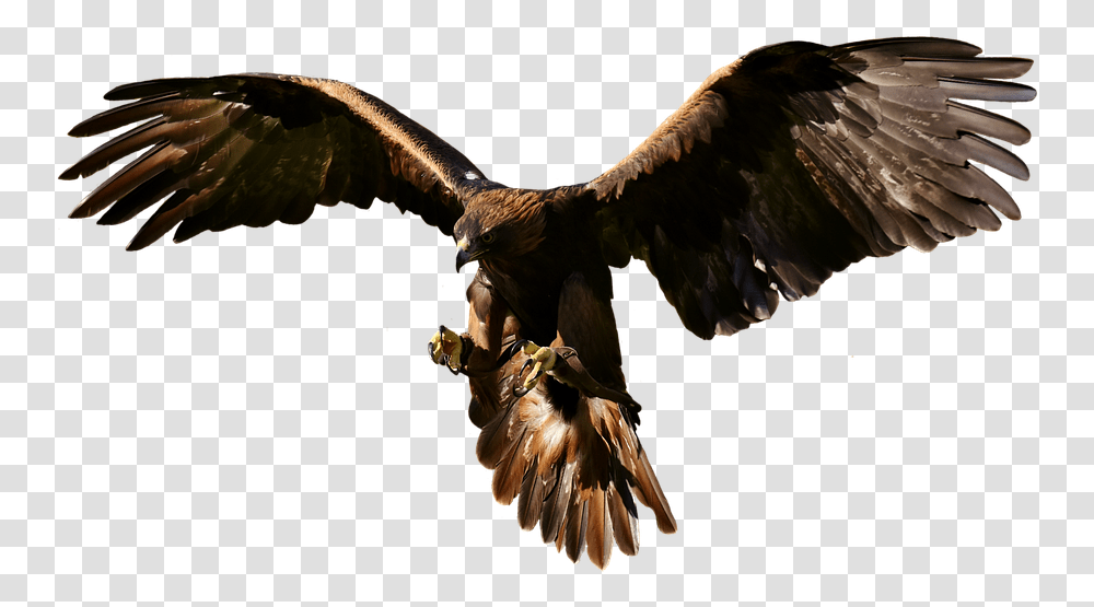 Bird Of Prey, Vulture, Animal, Eagle, Buzzard Transparent Png