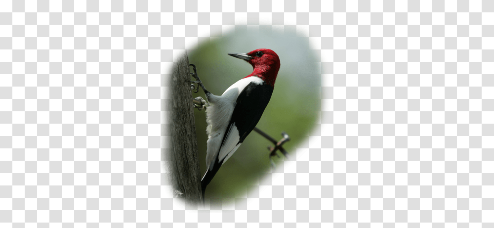 Bird Of The Month Red Headed Woodpecker Red Headed Woodpecker, Animal, Flicker Bird, Beak Transparent Png