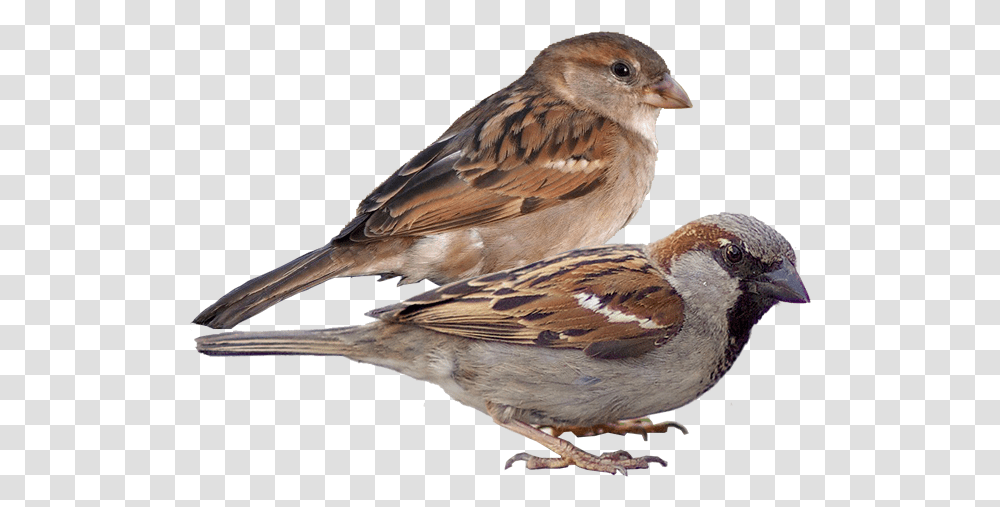 Bird Old World Sparrow, Animal, Anthus, Finch Transparent Png