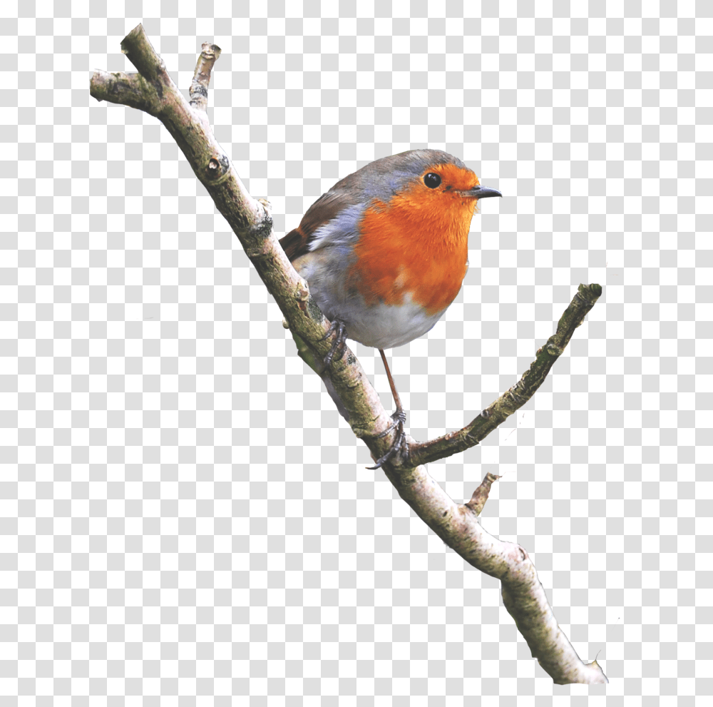 Bird On A Branch, Animal, Robin, Jay Transparent Png