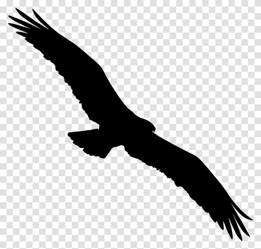 Bird Osprey Shape Comments All Birds Hd, Flying, Animal, Eagle, Silhouette Transparent Png