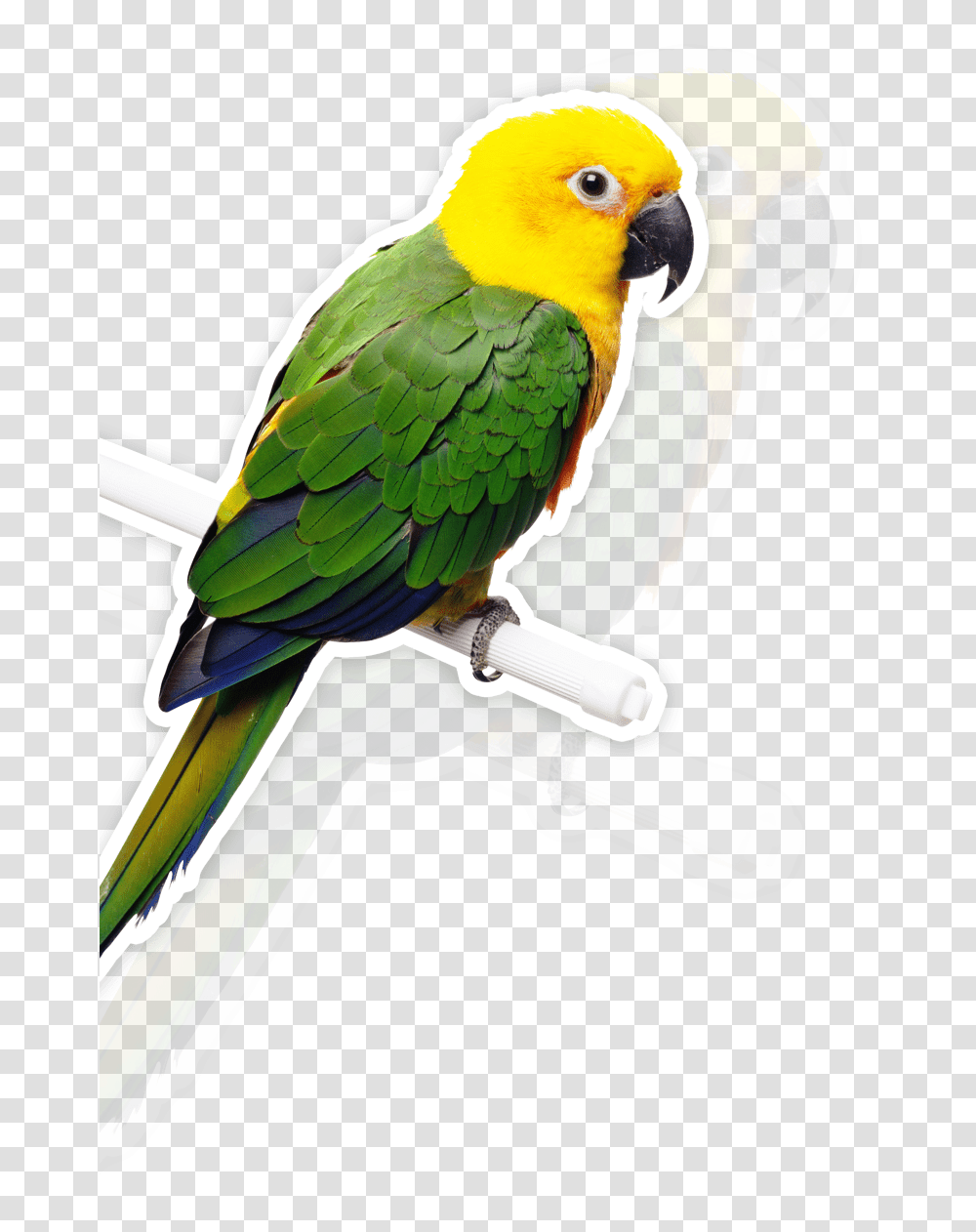 Bird Parrot Bells Hanging Toys Pet Bird, Animal, Macaw, Beak Transparent Png