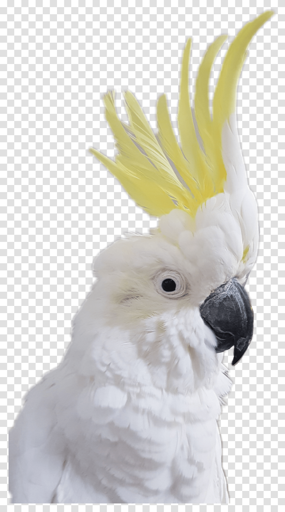 Bird Parrot Cockatoo Cockatoo Background Transparent Png