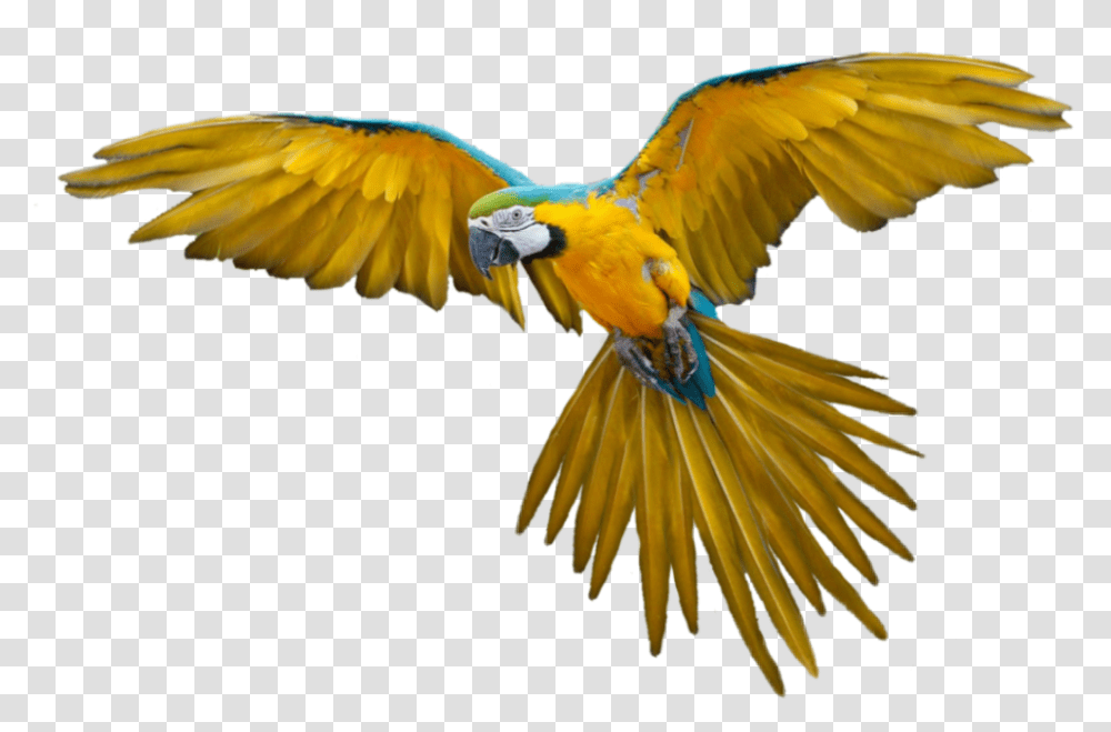 Bird Parrot Hummingbird Fly Flying Flyingbird, Animal, Macaw, Honey Bee, Insect Transparent Png