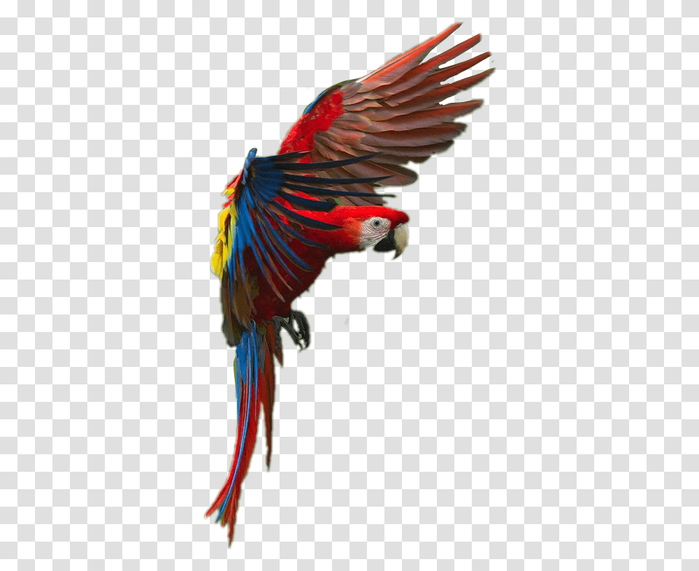 Bird Parrot Macaw Macaw Transparent Png