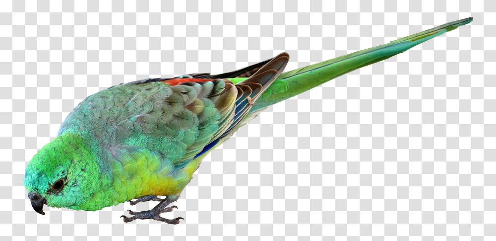Bird Parrot Small Green Australian Wildlife Australian Parrot, Animal, Parakeet, Fish Transparent Png