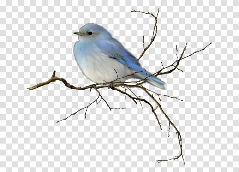Bird Passarinho Mountain Bluebird Background, Animal, Jay, Blue Jay, Finch Transparent Png