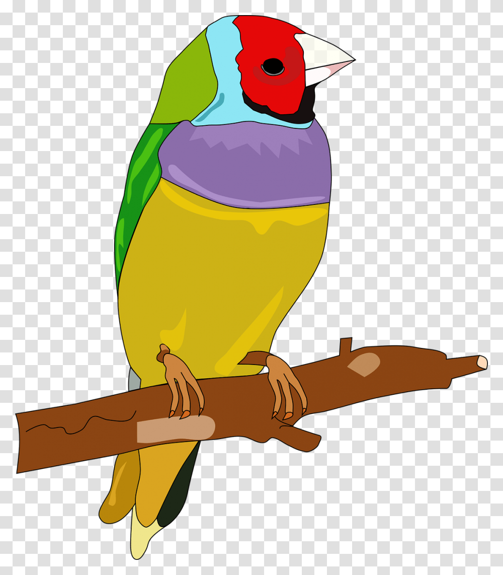 Bird Passerine Color Drawing Feather Hewan Burung Dengan Warna, Animal, Finch, Parrot, Beak Transparent Png