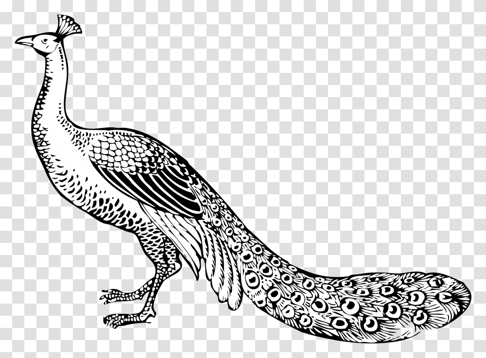 Bird Peafowl Black And White Feather Clip Art Peacock Black And White, Animal, Vulture Transparent Png