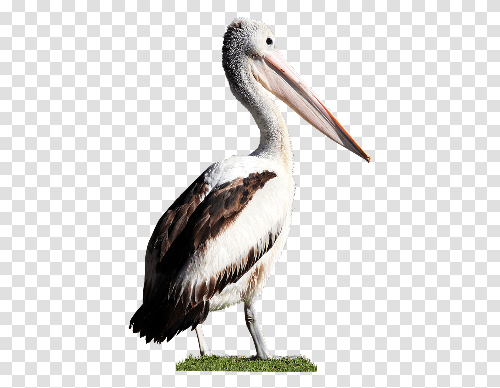 Bird Pelican Beak Feathers Wildlife Cut Out Water Bird, Animal, Stork Transparent Png