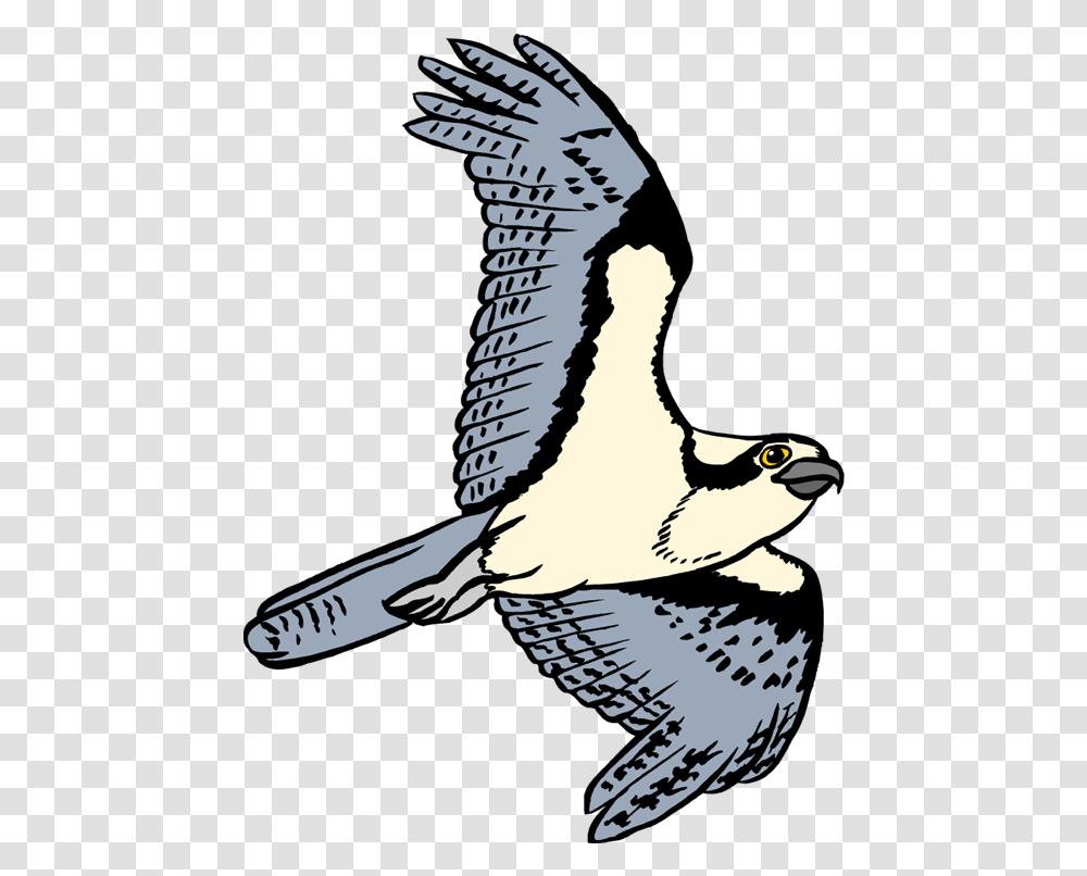 Bird Pencil And In Color Osprey Cartoon Clipart Osprey, Animal, Eagle, Waterfowl, Magpie Transparent Png