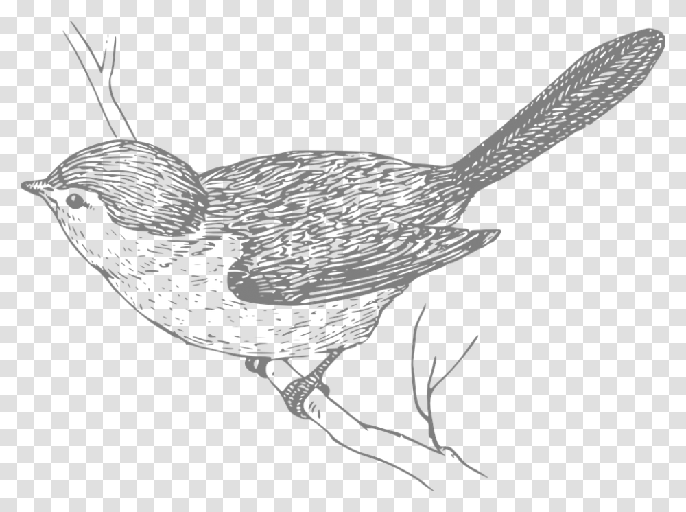 Bird Perched Nature Branch Wildlife Outdoors Special Thought For Friends, Animal, Fowl, Poultry, Invertebrate Transparent Png