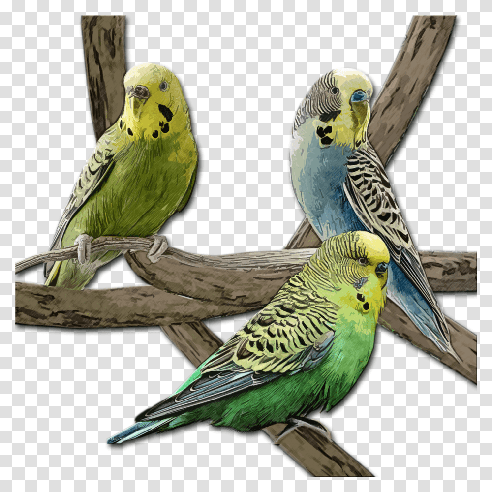 Bird Pet Budgie Free Image On Pixabay Green Budgie, Animal, Parakeet, Parrot, Beak Transparent Png