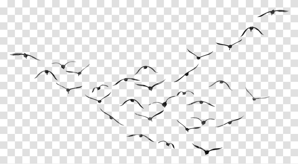 Bird Picsart, Gray, World Of Warcraft Transparent Png