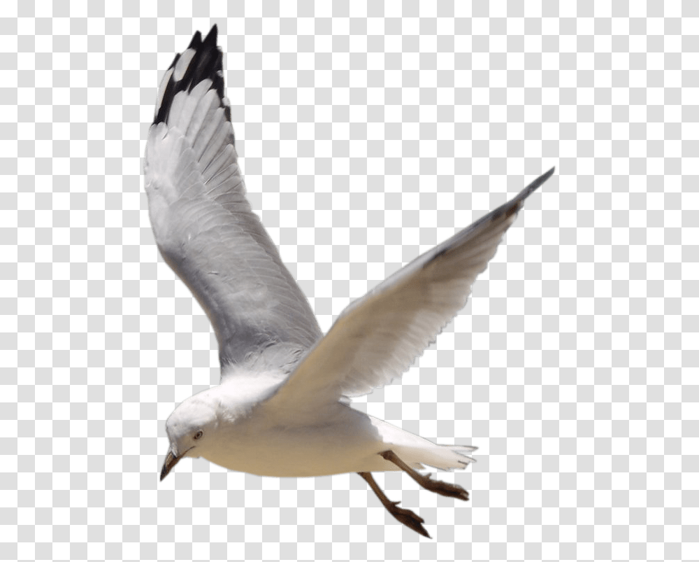 Bird Picsart Manipulation, Animal, Seagull, Flying, Beak Transparent Png