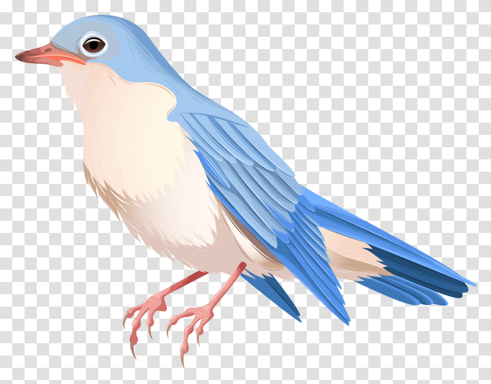 Bird Picture, Animal, Bluebird, Jay, Blue Jay Transparent Png